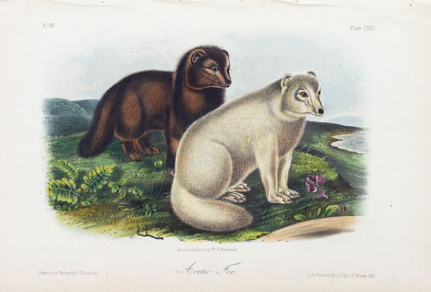 John James Audubon (1785-1851) Arctic Fox, Plate 121, Octavo