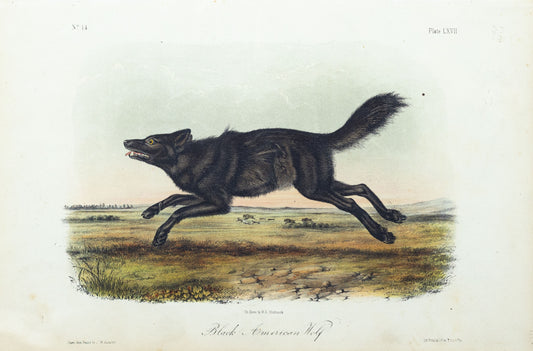 John James Audubon (1785-1851) Black American Wolf, Plate 67, Octavo