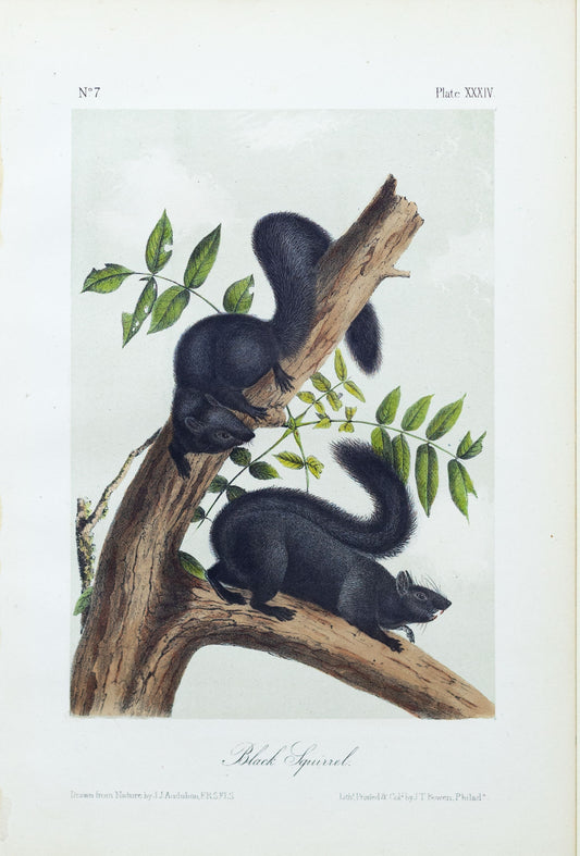 John James Audubon (1785-1851) Black Squirrel, Plate 34, Octavo