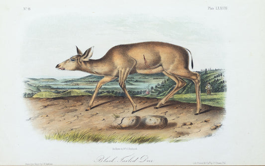 John James Audubon (1785-1851) Black Tailed Deer, Plate 78, Octavo