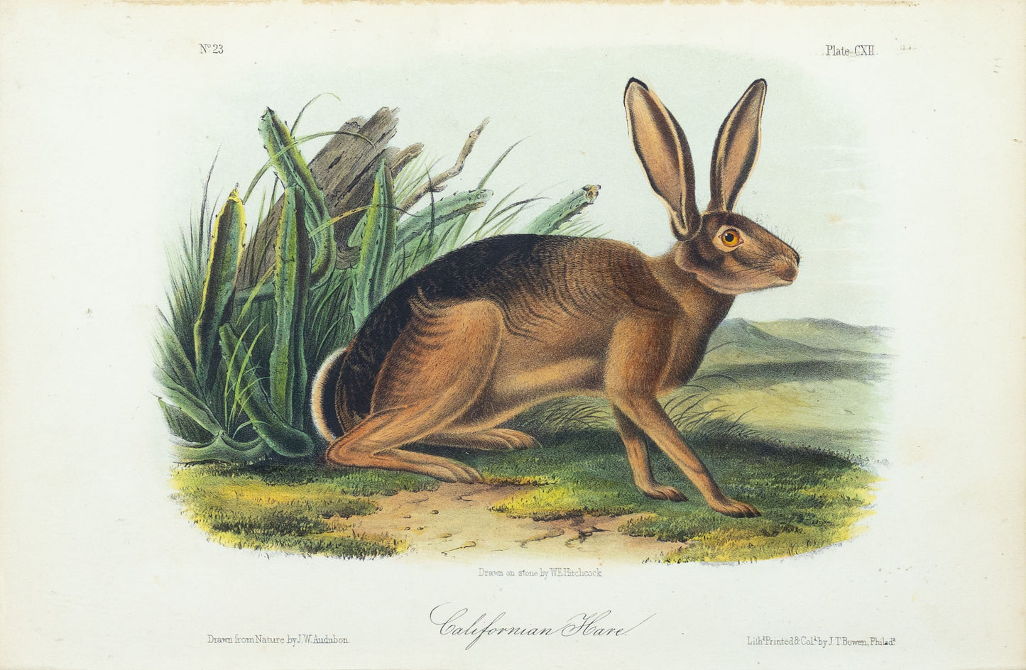 John James Audubon (1785-1851) Californian Hare, Plate 92, Octavo