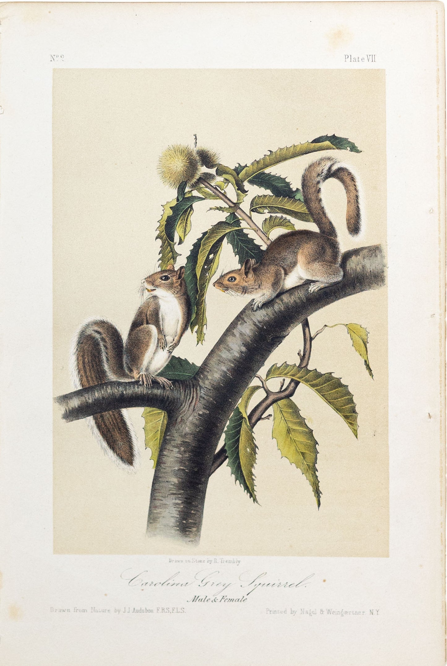 John James Audubon (1785-1851) Carolina Grey Squirrel, Male & Female, Plate 7, Octavo