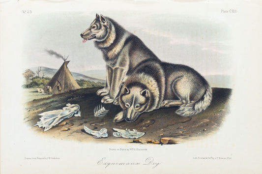 John James Audubon (1785-1851) Esquimaux Dog, Plate 113, Octavo