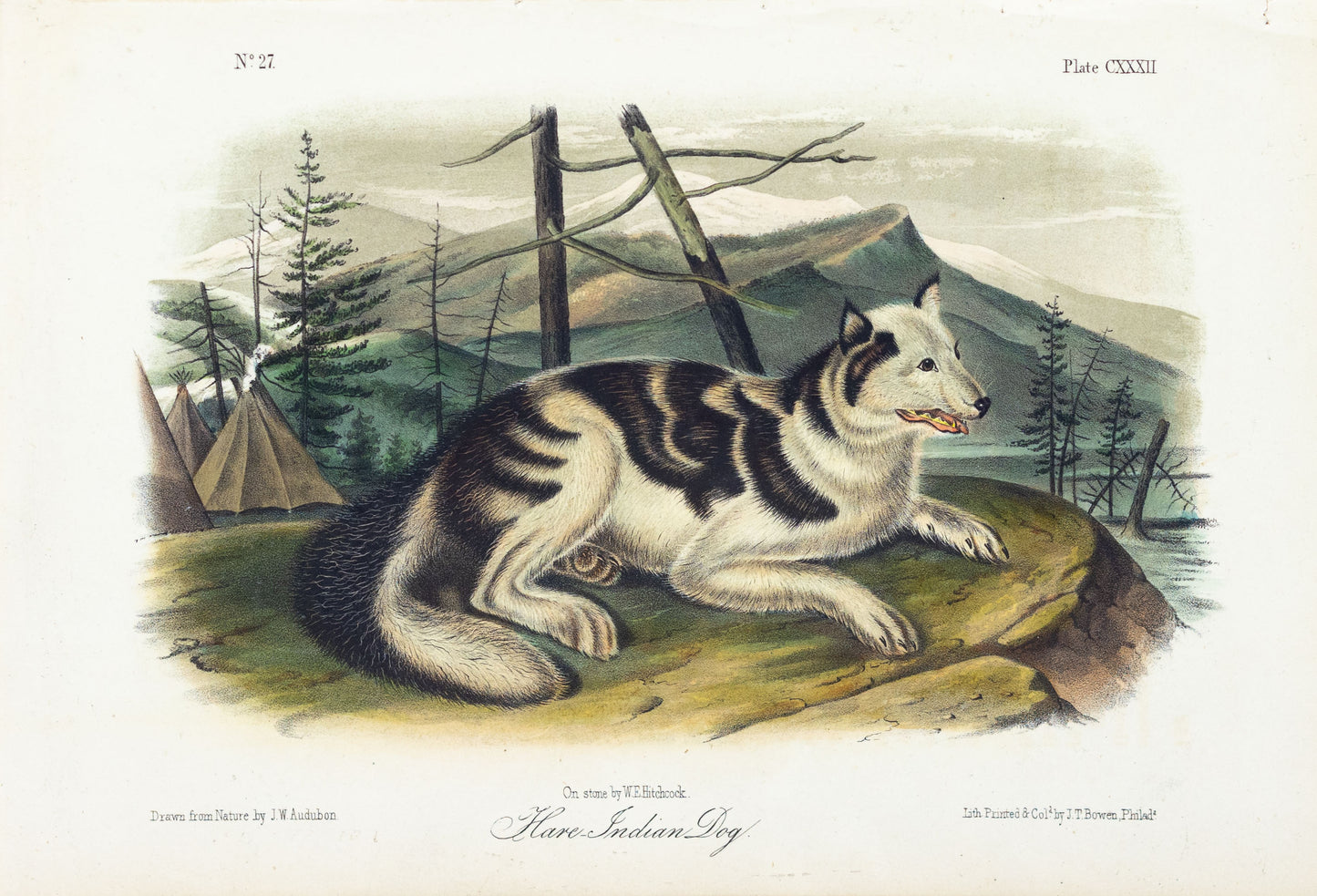 John James Audubon (1785-1851) Hare Indian Dog, Plate 122, Octavo