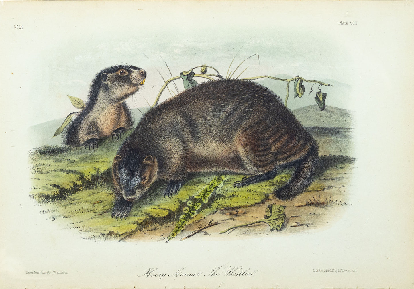 John James Audubon (1785-1851) Hoary Marmot The Whistler, Plate 103, Octavo