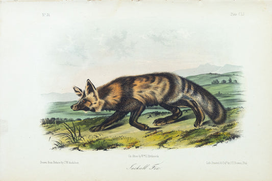 John James Audubon (1785-1851) Jackall Fox, Plate CLI, Octavo