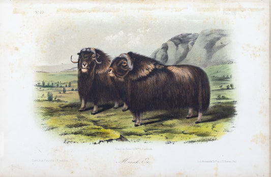 John James Audubon (1785-1851) & John Woodhouse Audubon (1812-1862)  Musk Ox, Plate CXI  From The Quadrupeds of North America, Octavo Edition  Published New York and Philadelphia, 1845-1871  Lithograph printed with color and finished by hand  7 x 10 ½ inches