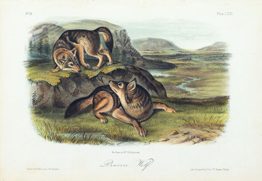 John James Audubon (1785-1851) Prairie Wolf, Plate 71, Octavo