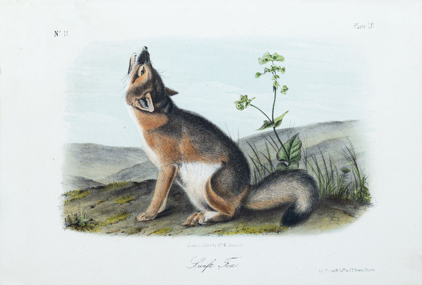 John James Audubon (1785-1851) Swift Fox, Plate 52, Octavo