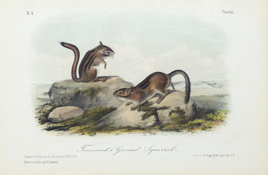 John James Audubon (1785-1851) Townsend’s Ground Squirrel, Plate 20, Octavo