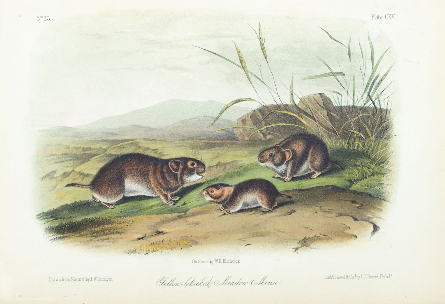 John James Audubon (1785-1851) Yellow Checked Meadow Mouse, Plate 115, Octavo