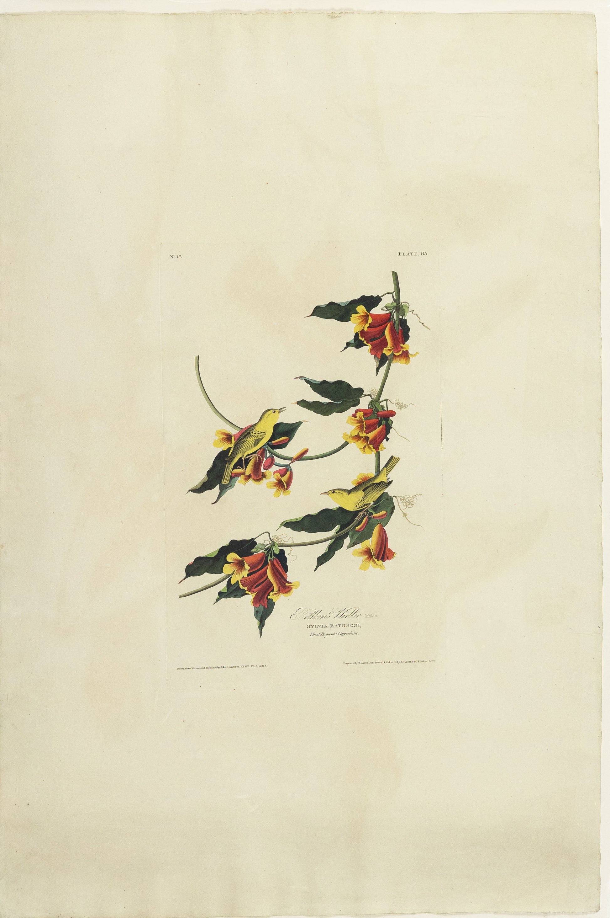 John James Audubon (1785-1851)  Plate LXV Rathbone Warbler from Birds of America  Engraved by Robert Havell (1793-1878)  Published: London, 1827-1838  Aquatint engraving with original hand coloring  Paper size: 38 1/2 x 25 1/2" 