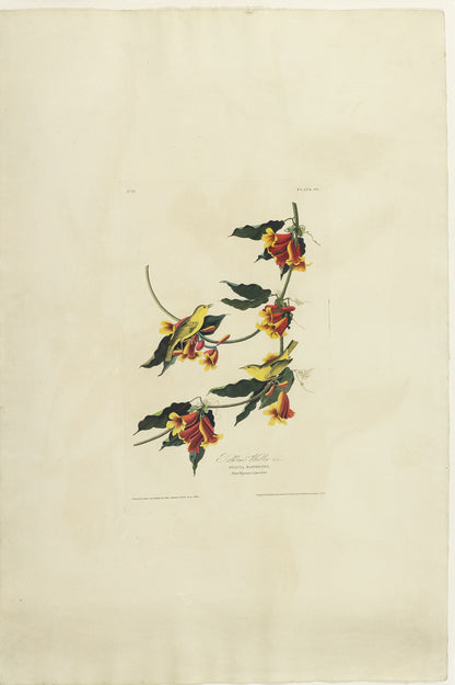 John James Audubon (1785-1851)  Plate LXV Rathbone Warbler from Birds of America  Engraved by Robert Havell (1793-1878)  Published: London, 1827-1838  Aquatint engraving with original hand coloring  Paper size: 38 1/2 x 25 1/2" 