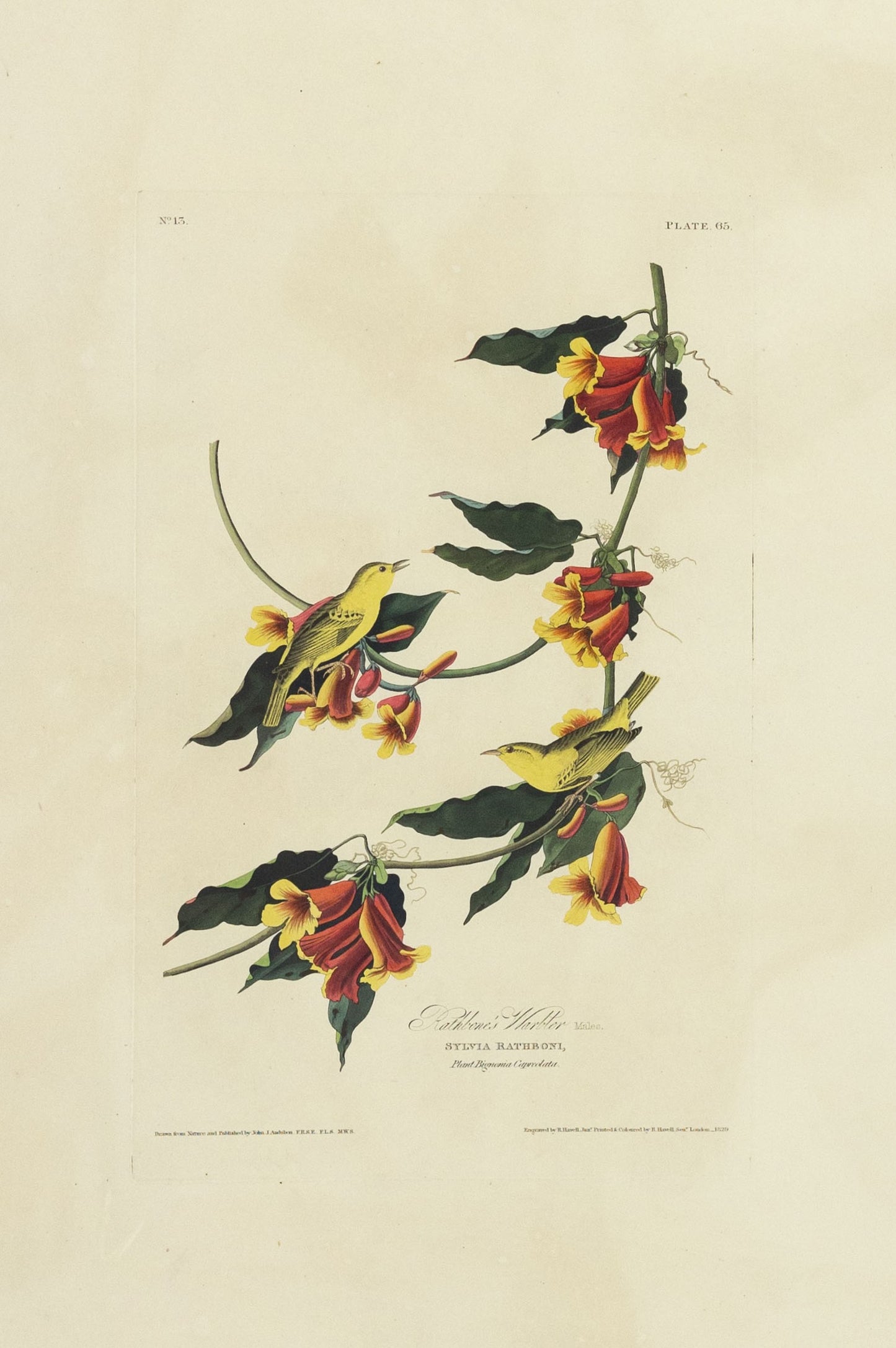 John James Audubon (1785-1851)  Plate LXV Rathbone Warbler from Birds of America  Engraved by Robert Havell (1793-1878)  Published: London, 1827-1838  Aquatint engraving with original hand coloring  Paper size: 38 1/2 x 25 1/2" 