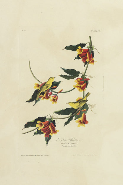 John James Audubon (1785-1851)  Plate LXV Rathbone Warbler from Birds of America  Engraved by Robert Havell (1793-1878)  Published: London, 1827-1838  Aquatint engraving with original hand coloring  Paper size: 38 1/2 x 25 1/2" 
