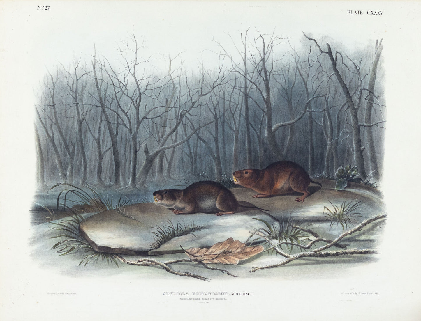 AUDUBON, John James (1785-1851), Richardson’s Meadow Mouse, Plate 135