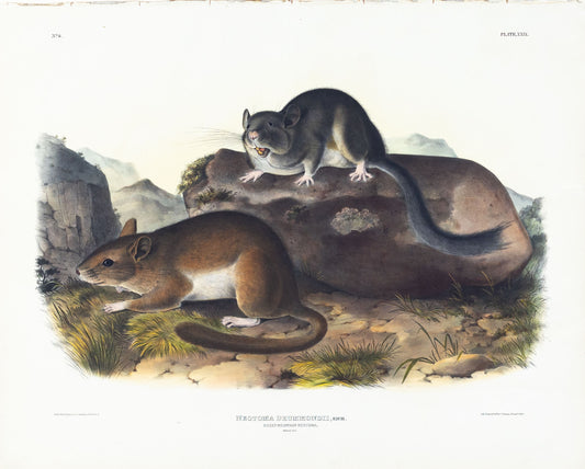 AUDUBON, John James (1785-1851), Rocky Mountain Neotoma, Plate 29