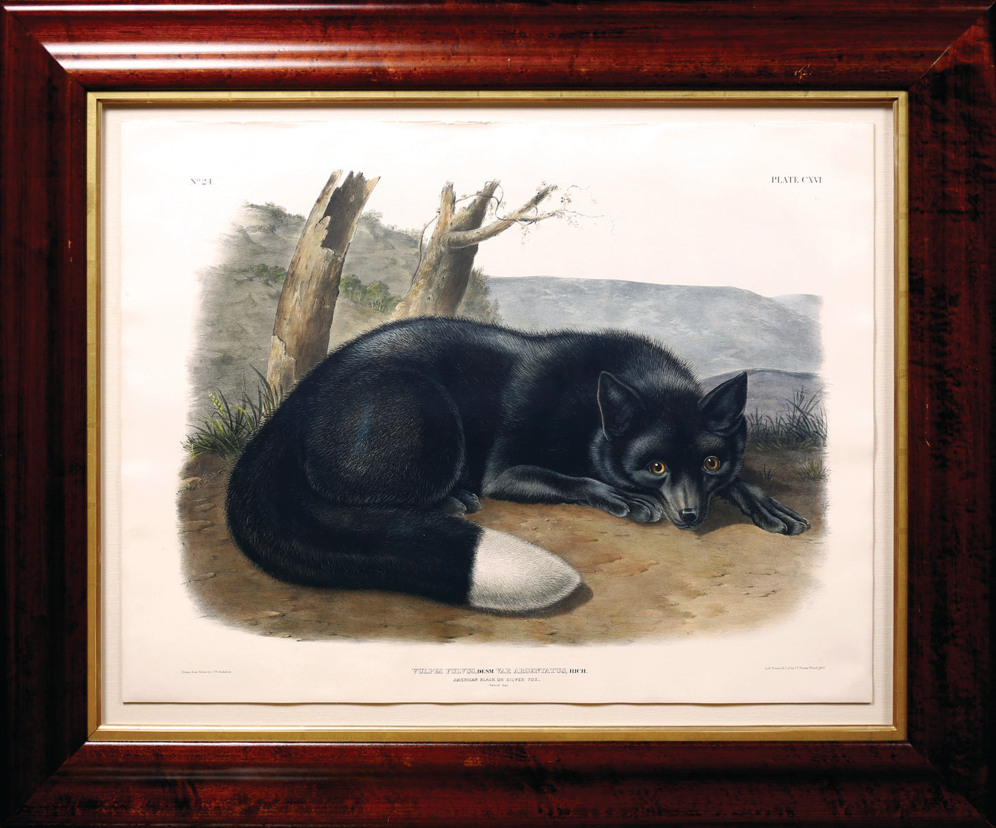 AUDUBON, John James (1785-1851), Plate 116, Silver Fox