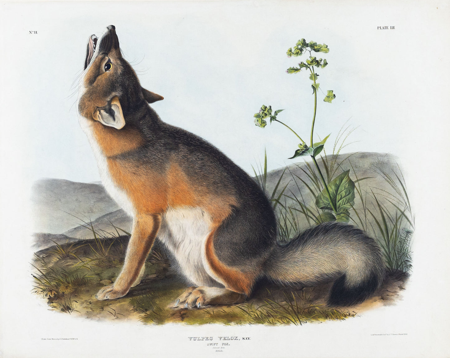 AUDUBON, John James (1785-1851), Swift Fox, Plate 52