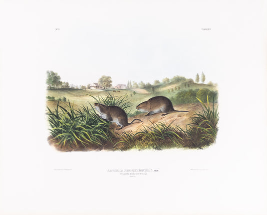 AUDUBON, John James (1785-1851), Wilson’s Meadow Mouse, Plate 45