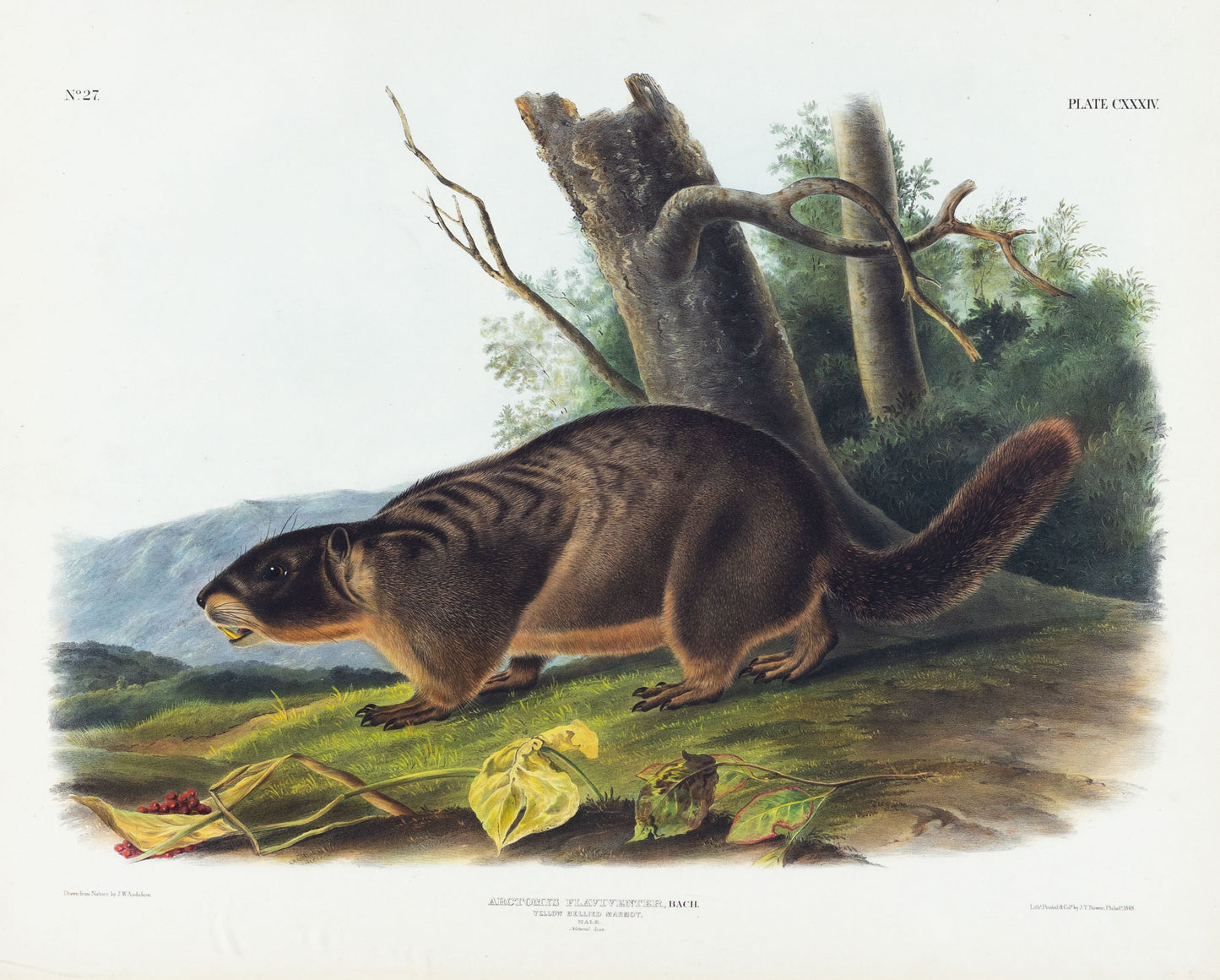 John James Audubon (1785-1851) & John Woodhouse Audubon (1812-1862)  Yellow Bellied Marmot, Plate CXXXIV  From The Viviparous Quadrupeds of North America  New York: J.J. Audubon, [1845-1849].  Lithograph with original hand-coloring