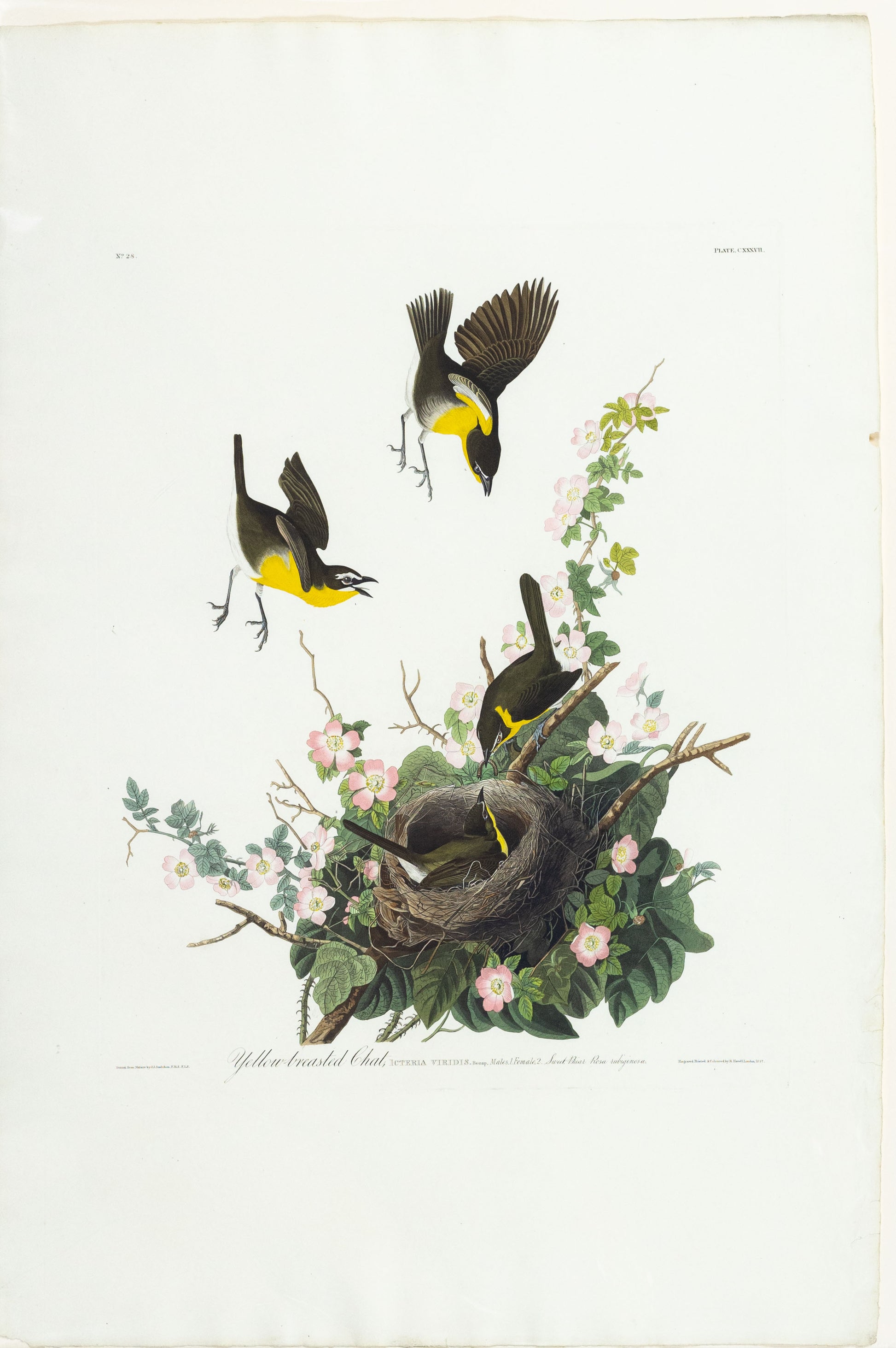 John James Audubon (1785-1851)  Plate CXXXVII Yellow-breasted Chat  from Birds of America  Engraved by Robert Havell (1793-1878)  Published: London, 1827-1838  Aquatint engraving with original hand coloring  Paper size: 38 1/2 x 25 1/2" 
