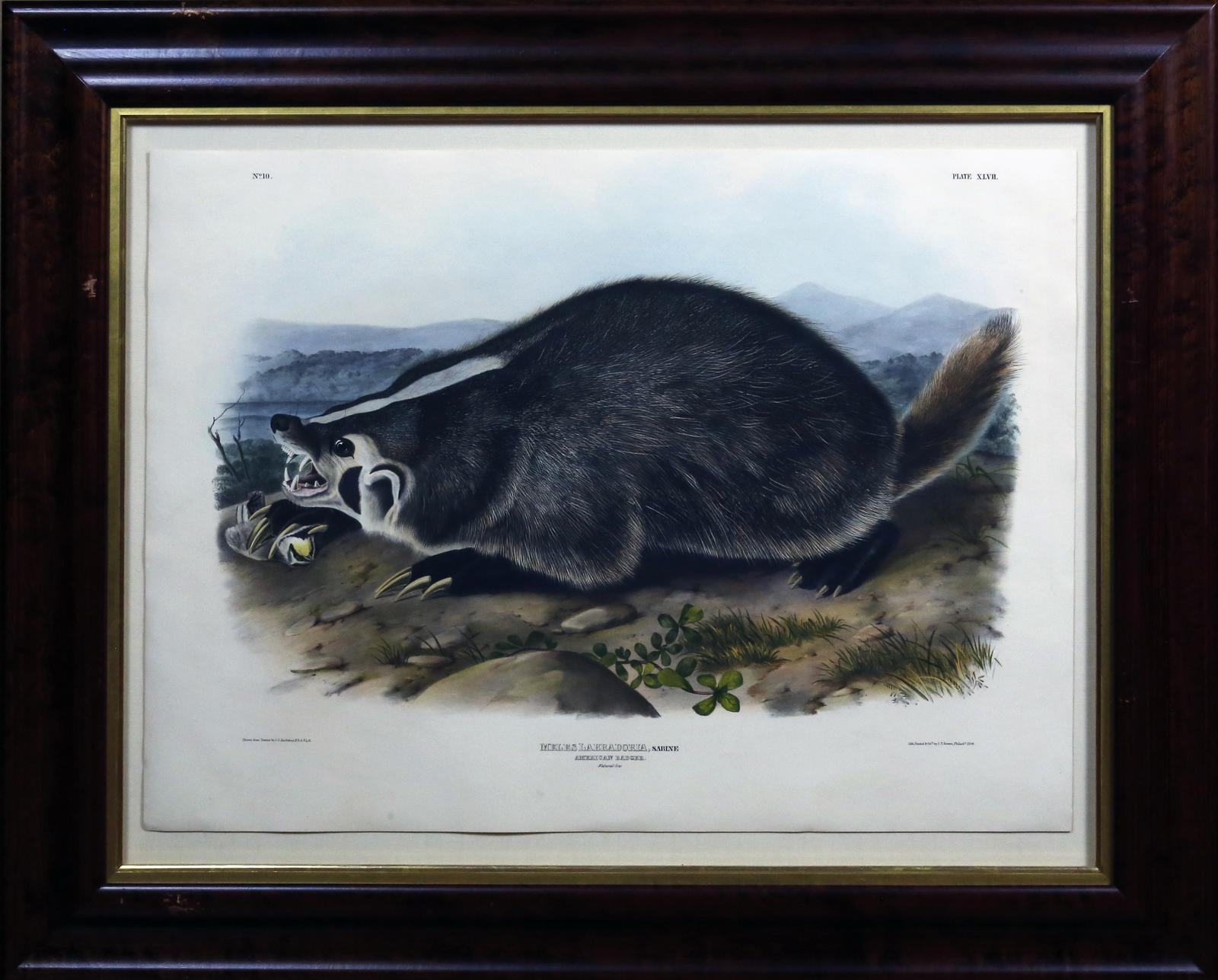 John James Audubon (1785-1851)   Plate 47- Badger  From: Viviparous Quadrupeds of North America  New York: 1845-1848  Hand colored lithograph  Sheet size: 21 ¼” x 27”
