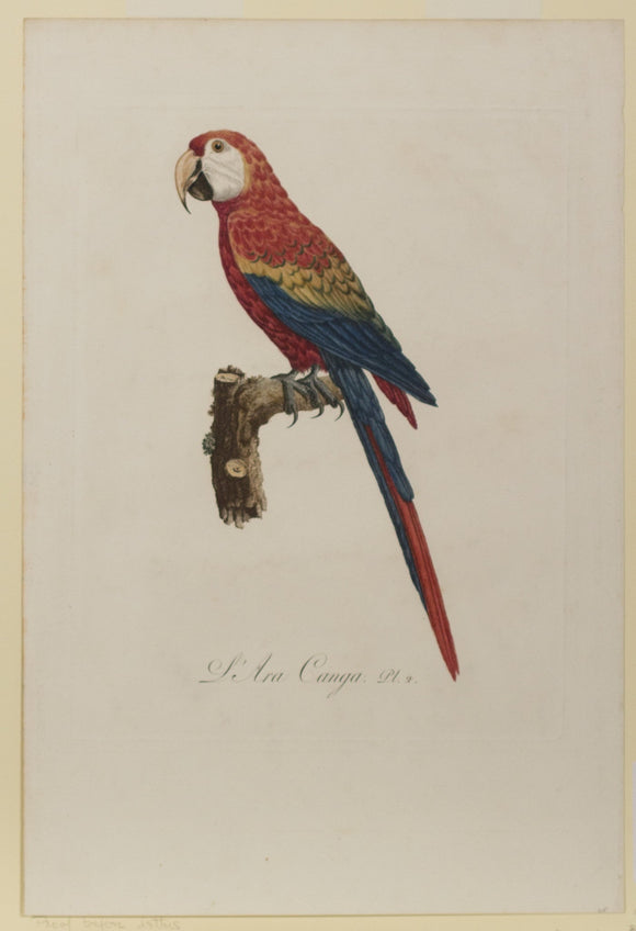 Jacques Barraband. L'ara Canga. 1801-1805.