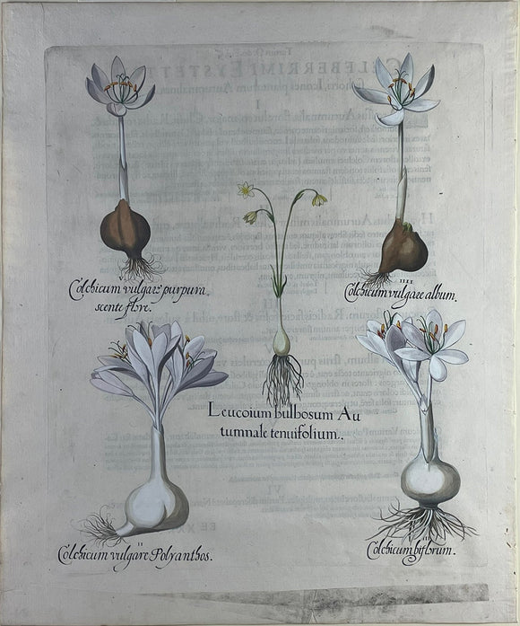 Basilius Besler. Leucoium Bulbosum (Crocus). 1713.