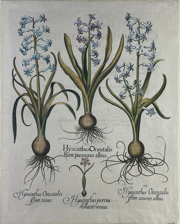 Basilius Besler. Hyacinthus Orientalis. 1713.