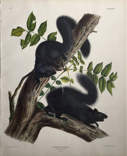 John James Audubon (1785-1851) Black Squirrel, Plate 34. The Viviparous Quadrupeds of North America.