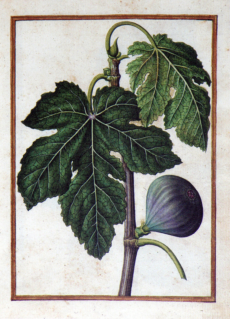 Jacques le Moyne de Morgues (French, ca. 1533-1588). Common Fig.