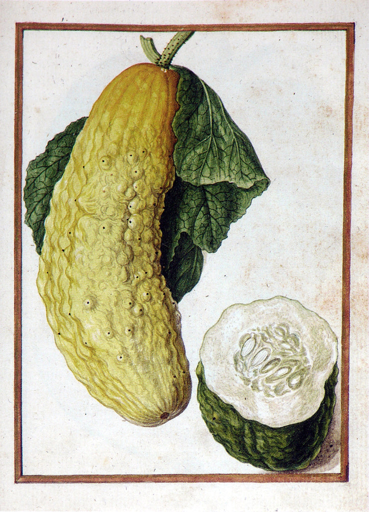Jacques le Moyne de Morgues (French, ca. 1533-1588). Cucumber.
