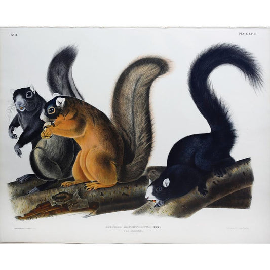 Painted by John James Audubon (1785-1851) with background likely by Victor Gifford Audubon (1809-1860)  Plate LXVIII - Fox Squirrel  From: Viviparous Quadrupeds of North America  New York: 1845-1848  Hand colored lithograph  Sheet size: 21 ¼” x 27”