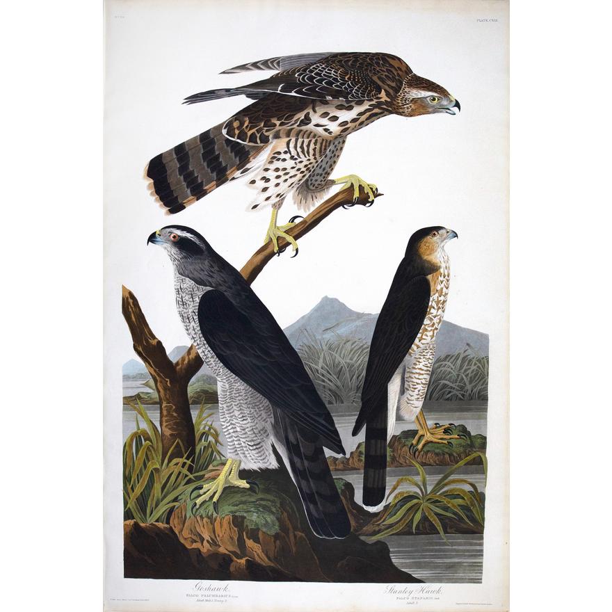 AUDUBON, John James (1785 - 1851)  Goshawk & Stanley Hawk, Plate CXLI   from Birds of America  Aquatint engraving with original hand color  London: Robert Havell, 1827-1838  38 3/4" x 25 3/4" sheet