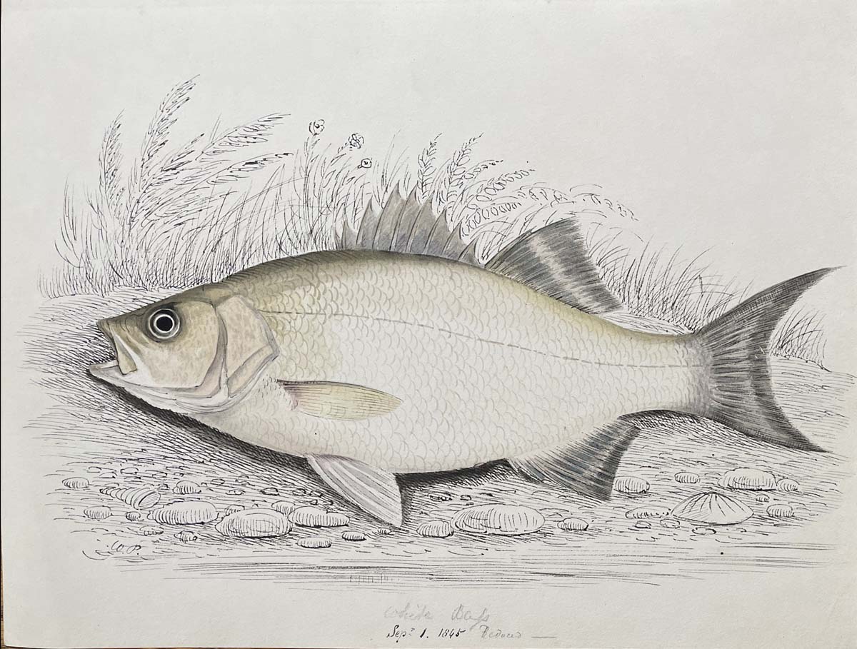 White Bass Reduced Sept 1 1845