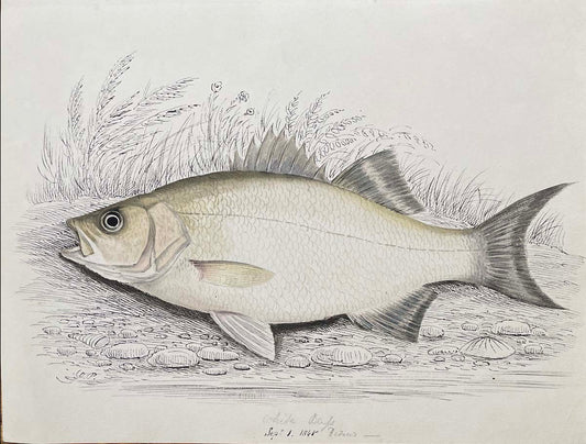 White Bass Reduced Sept 1 1845