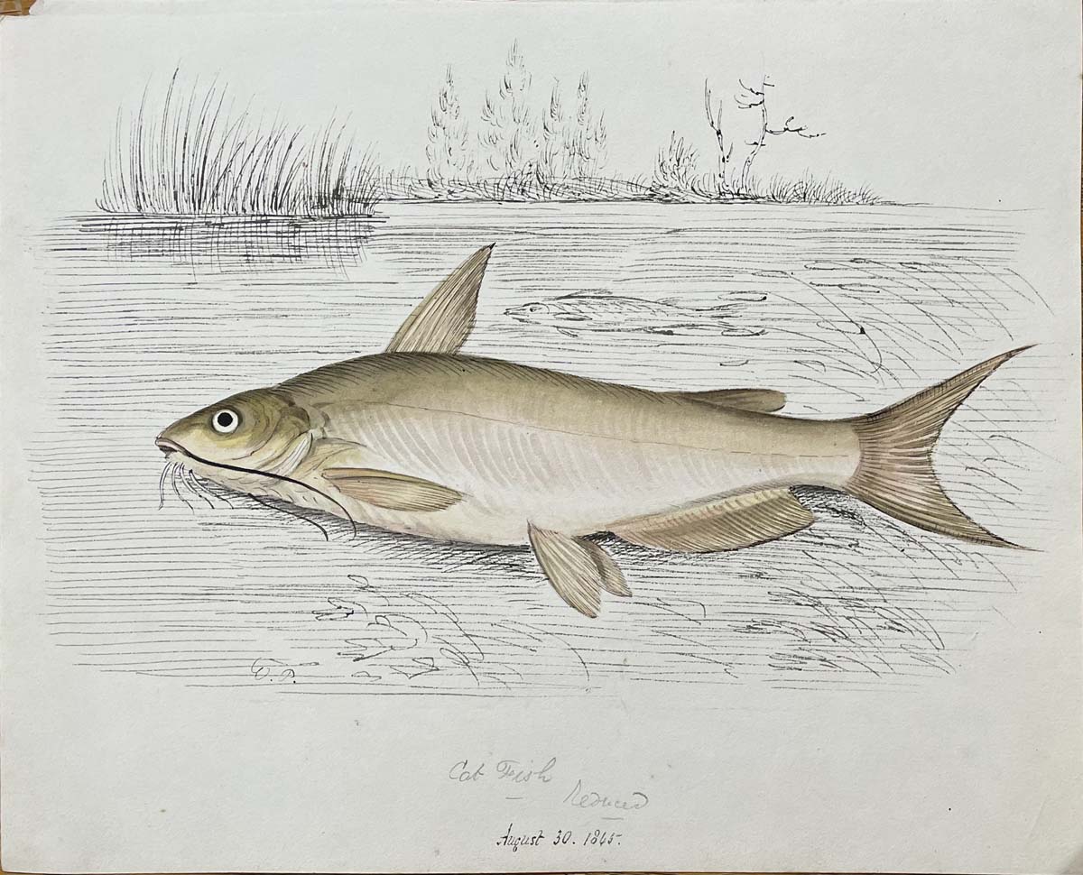 Cat fish Reduced August 30 1865