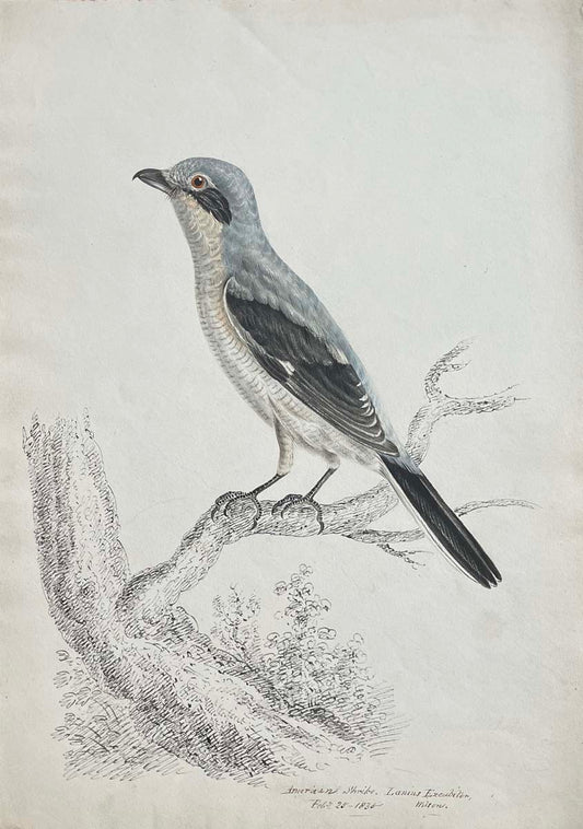American Shrike Feb 25 1835 Lanius ex cubiton Wilson