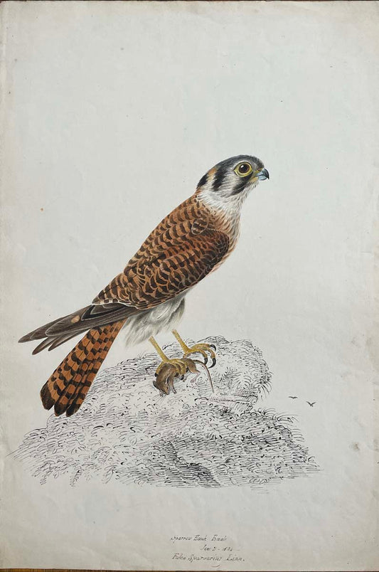 Sparrow Hawk Female Jun 21 1834 Falco Sparverias linn