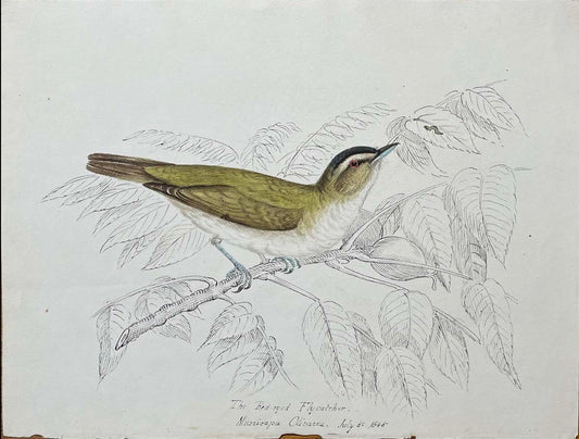 The Redeyed Flycatcher Myscieapa Chivacea July 5 1845