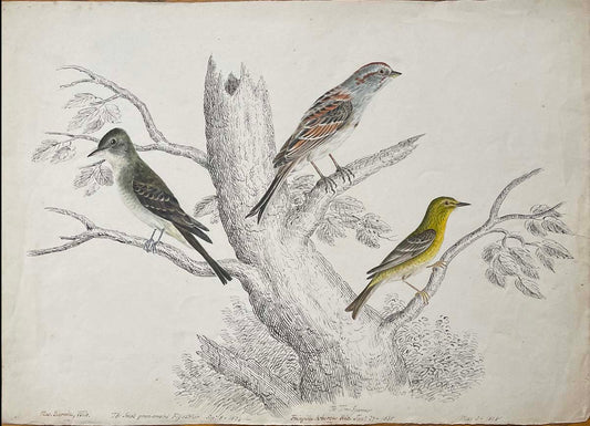 Musguerula, Wils. The small green crested flycatcher Sept 8 1834/The tree sparrow fringilla arborea Wils. Jan 27 1835