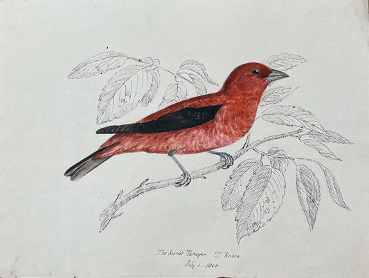 The Scarlet Tanager T. Rubra July 1 1835