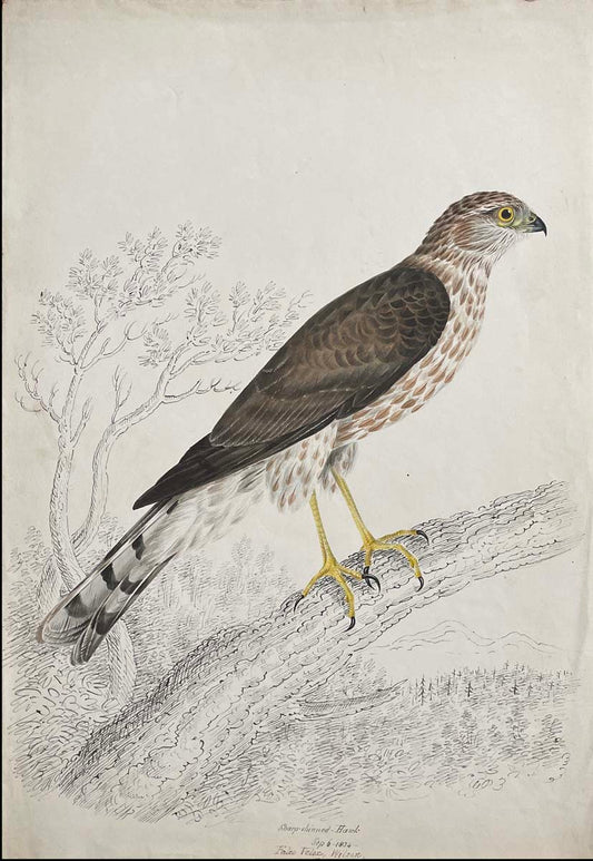 Sharp Shinned Hawk Sept 6 1834 Falco Velac Wilson