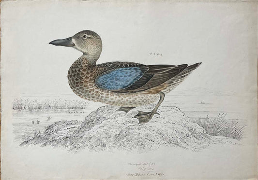 Blue-winged Teal (f) Sept 27 1834 Anas Discurs Linn & Wil