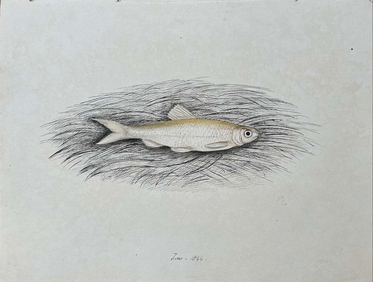 Untitled [Small fish] June 1844