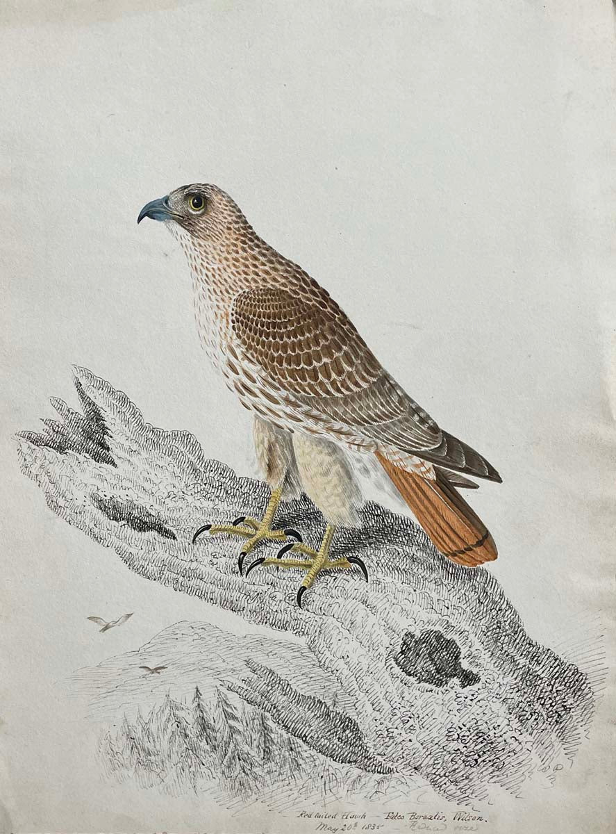 Red tailed Hawk Falco borealis Wilson May 20th 1835