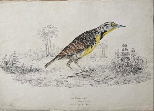 The Meadowlark June 16 1834 Alanda Maitna Wills