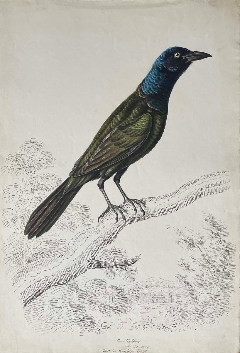 Crow blackbird April 1 1835 Quiscalus Versicolor Vicii