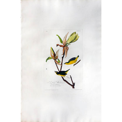 AUDUBON, John James (1785 - 1851)  Kentucky Warbler, Plate XXXVIII   from Birds of America  Aquatint engraving with original hand color  London: Robert Havell, 1827-1838  38 5/8" x 25 1/2" sheet